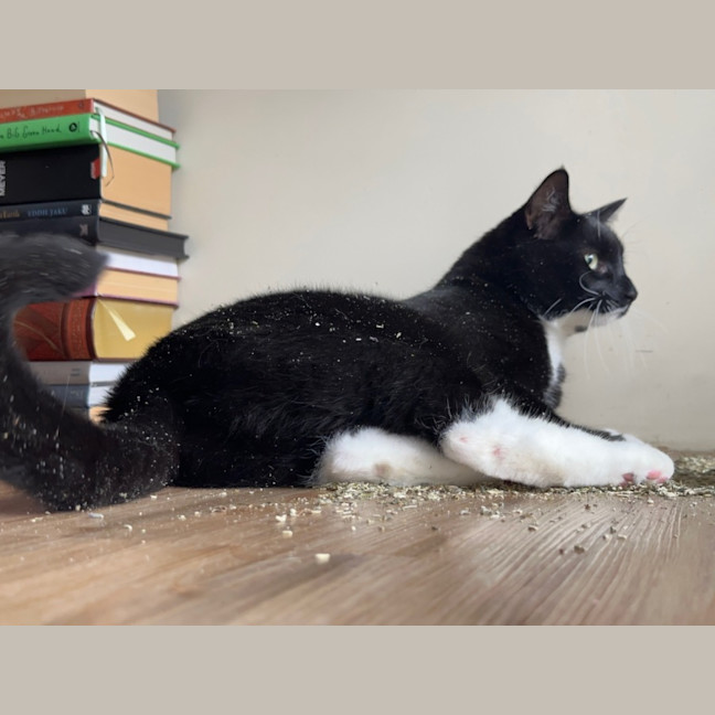 Photo of Flip & Bagel   The Chunky Monkeys