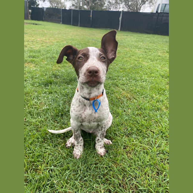 Photo of Scout