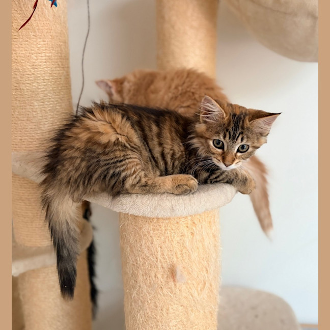 Photo of Athena   In Foster Care In Lower Plenty