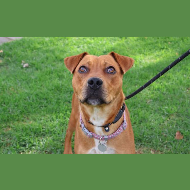 Photo of Pancho