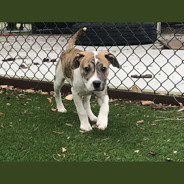 Photo of Stitch   3 Month Old Ridgeback X