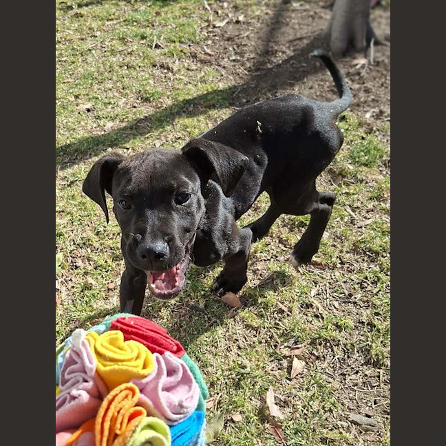 Photo of Dallas