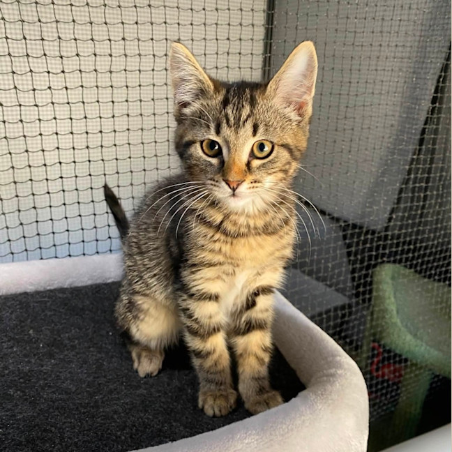Photo of Fudge