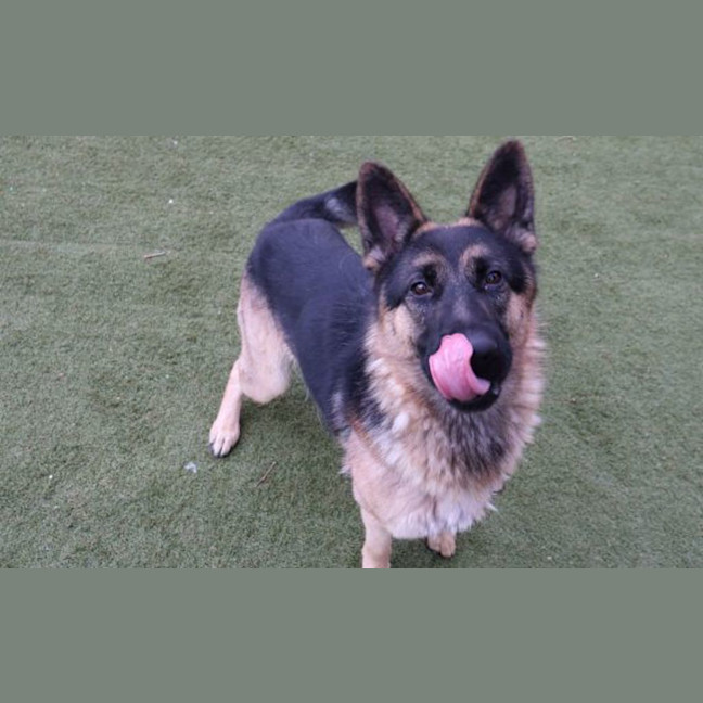 Photo of Willow