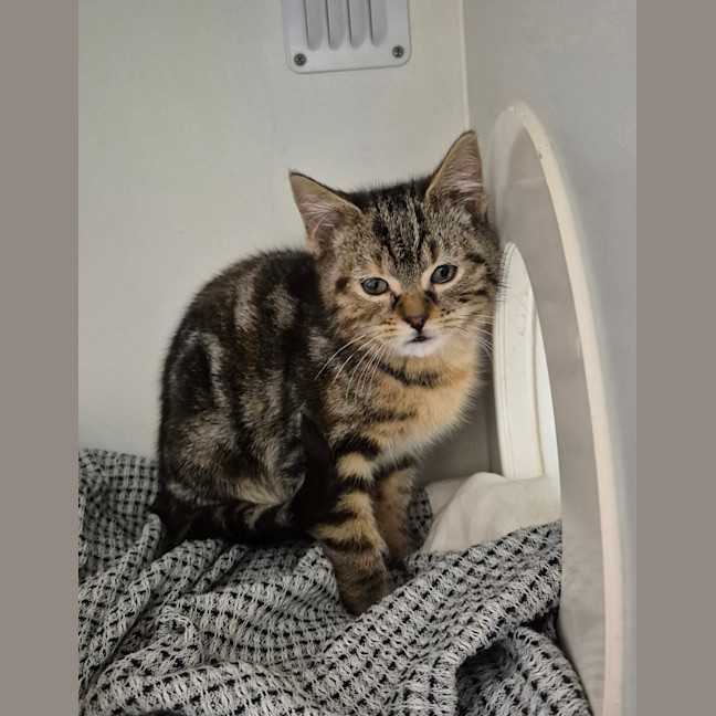 Photo of Pollyanna