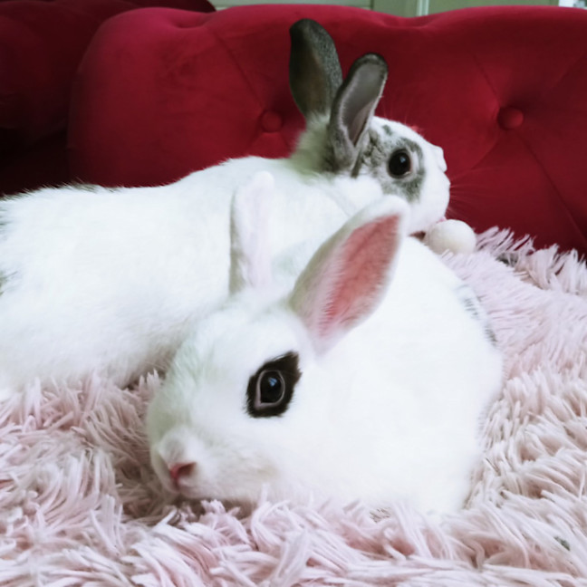 Photo of Meekoh (W Floretta)