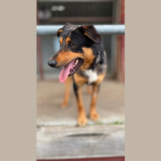 Photo of Buddy
