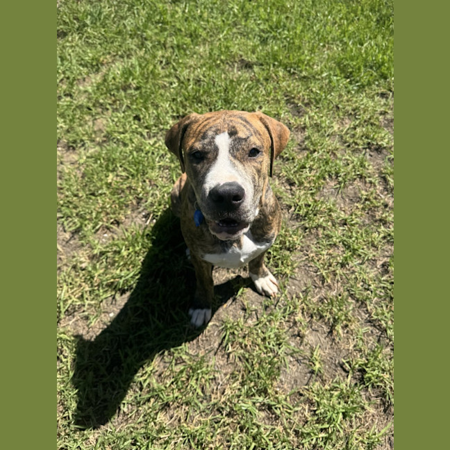 Photo of Hansel Imp 353