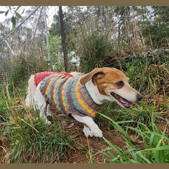 Photo of Poppy