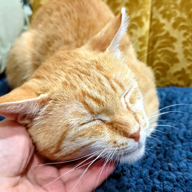 Photo of Garfield