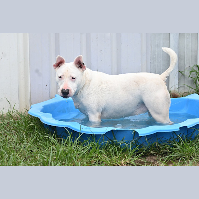 Photo of Stella