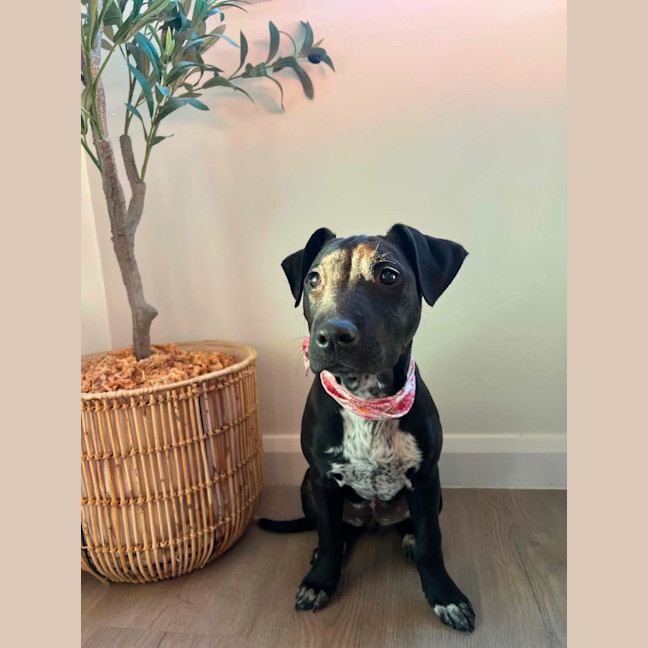 Photo of Bindi   5 Month Old Staffy X Cattle Dog
