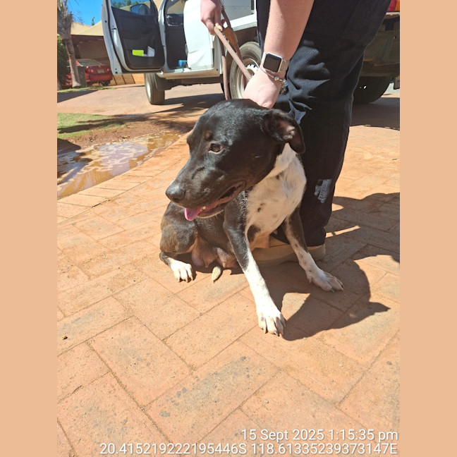 Photo of Juno (Honey)