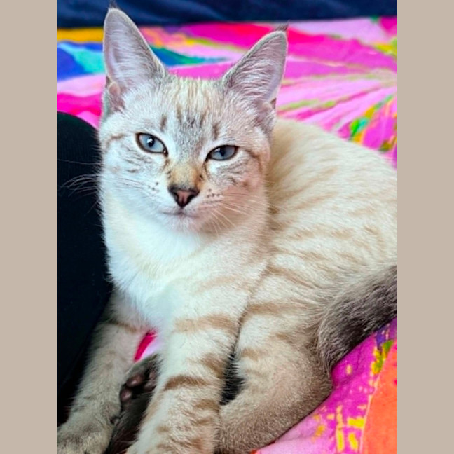 Photo of Snowie 