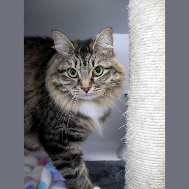 Photo of Cookie Sua014659