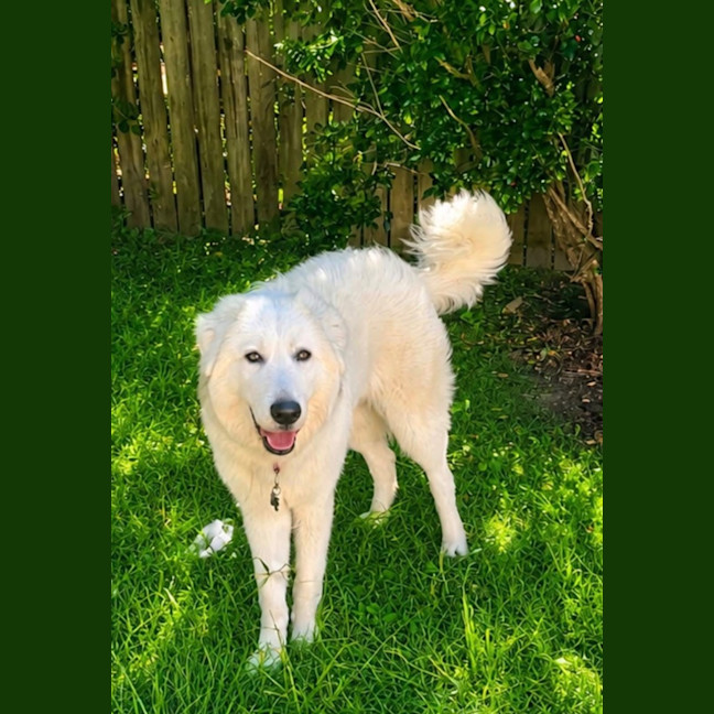 Photo of Angel