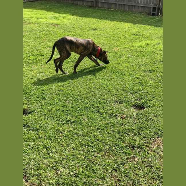 Photo of Dapper   7 Month Old Staffy X