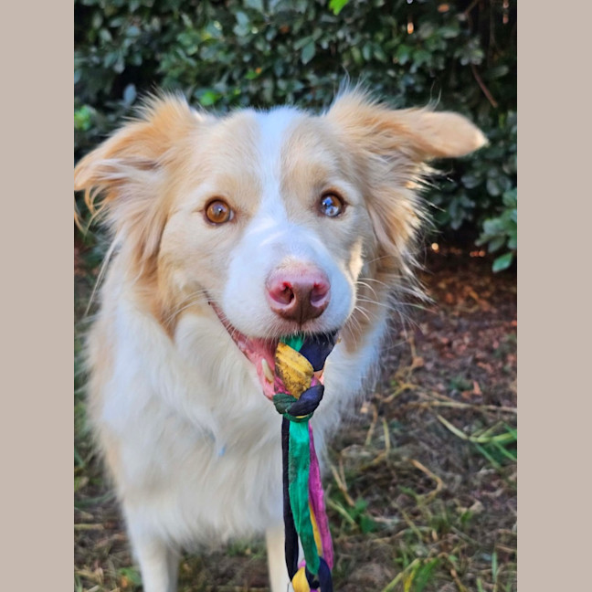 Photo of Lucky