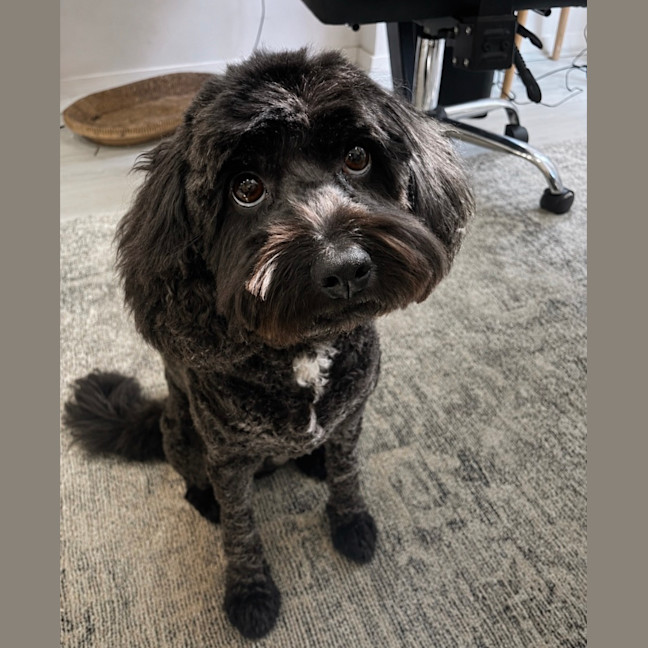Photo of Schmidt (Assisted Rehome)