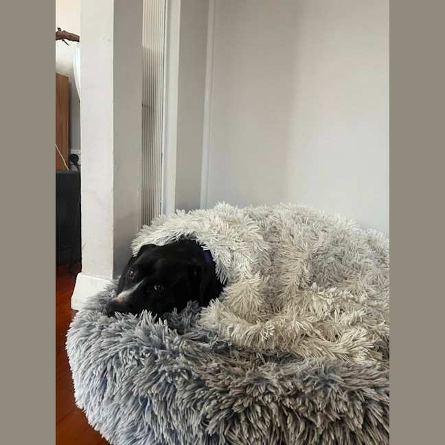 Photo of Estelle *$150 Adoption Fee*