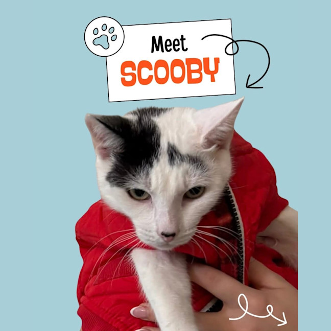 Photo of Scooby