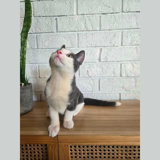Photo of Dip