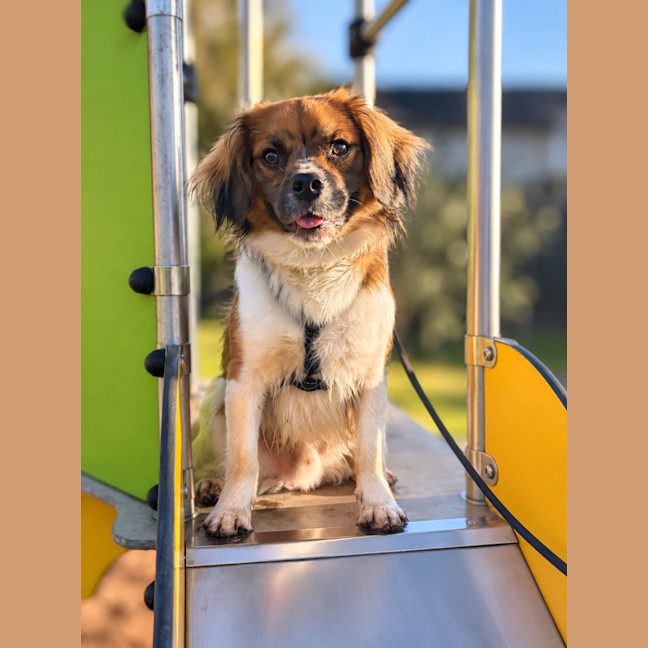 Photo of Chip