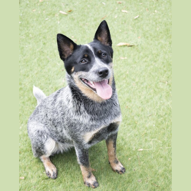 Photo of Indy
