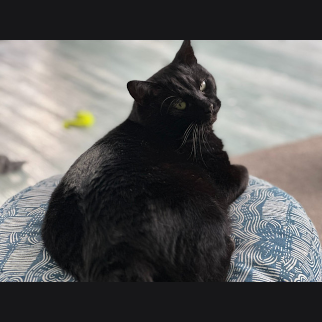 Photo of Bronson