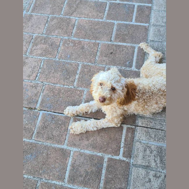 Photo of Ruby (Previously Janey)