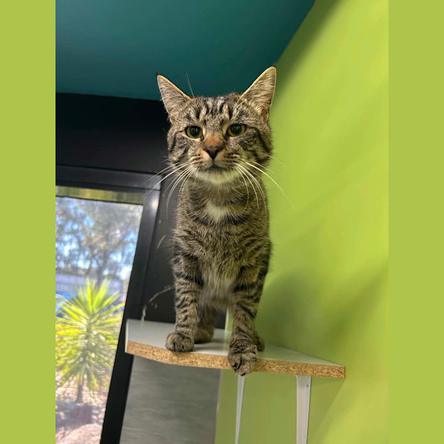 Photo of Ranger (Gombie)