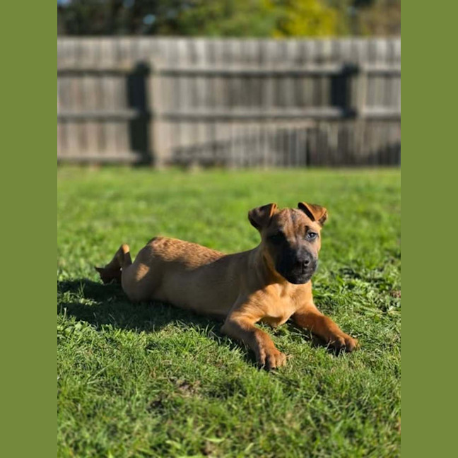 Photo of Dallas
