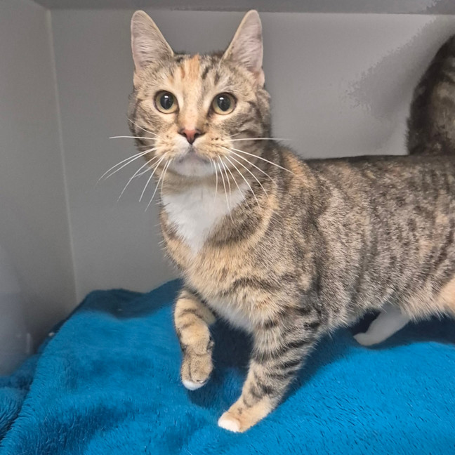 Photo of Tigger