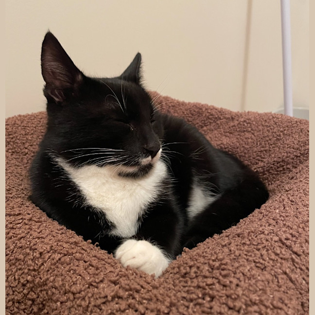Photo of Tuxedo