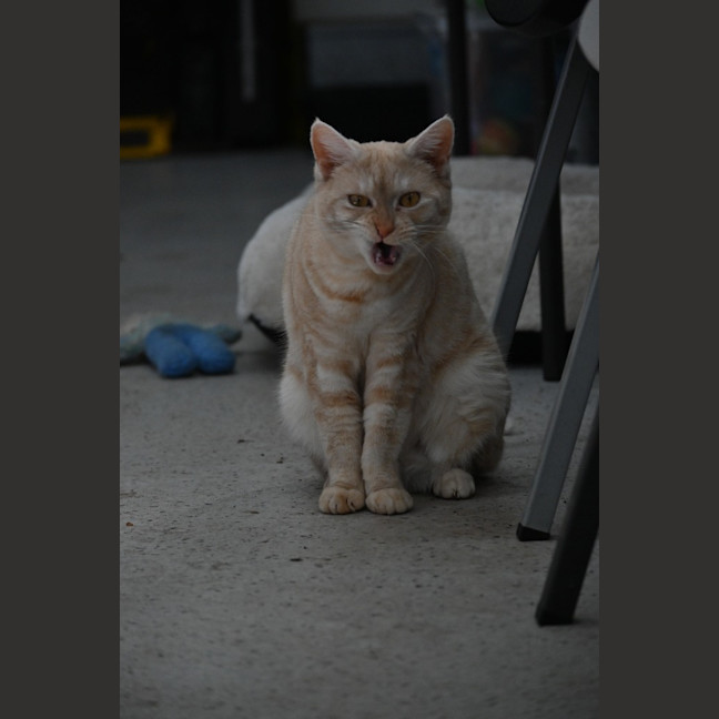 Photo of Amber