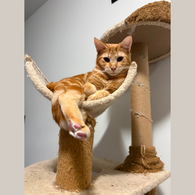 Photo of Jason Todd **2nd Chance Cat Rescue**