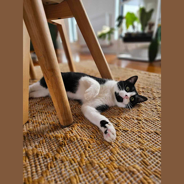 Photo of Ziggy