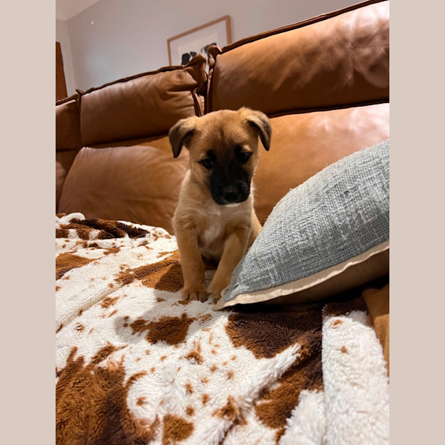 Photo of Nova 