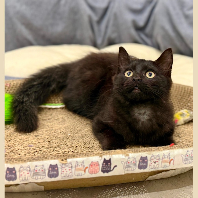 Photo of Onyx