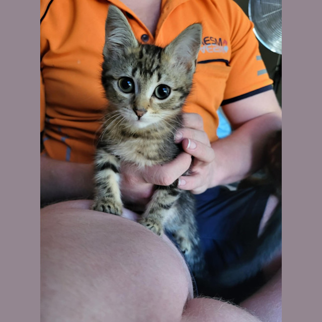 Photo of Hiccup Meet Me @Petstock Carrum Downs Store 