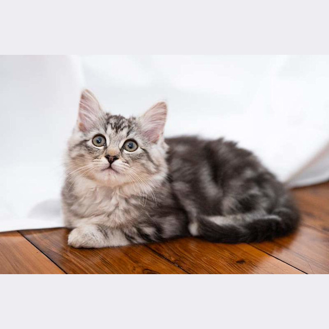 Photo of Fuzz