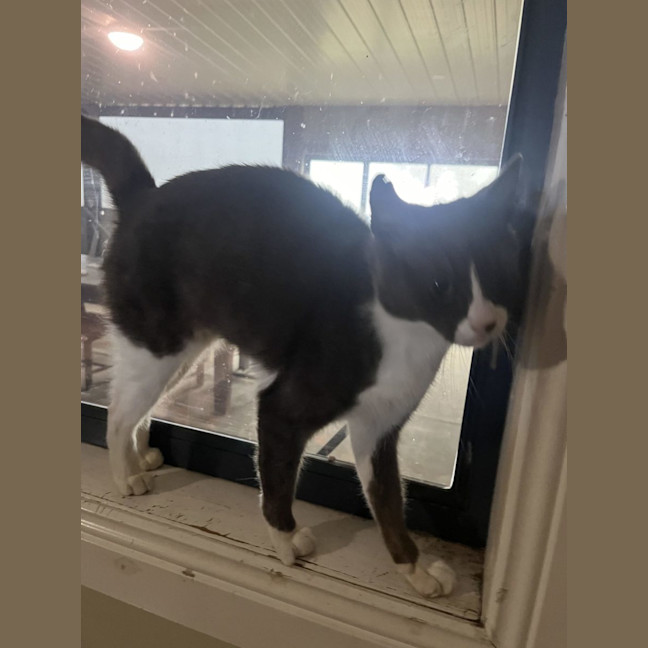 Photo of Sadie   Now At Pe Tquarters Thornton