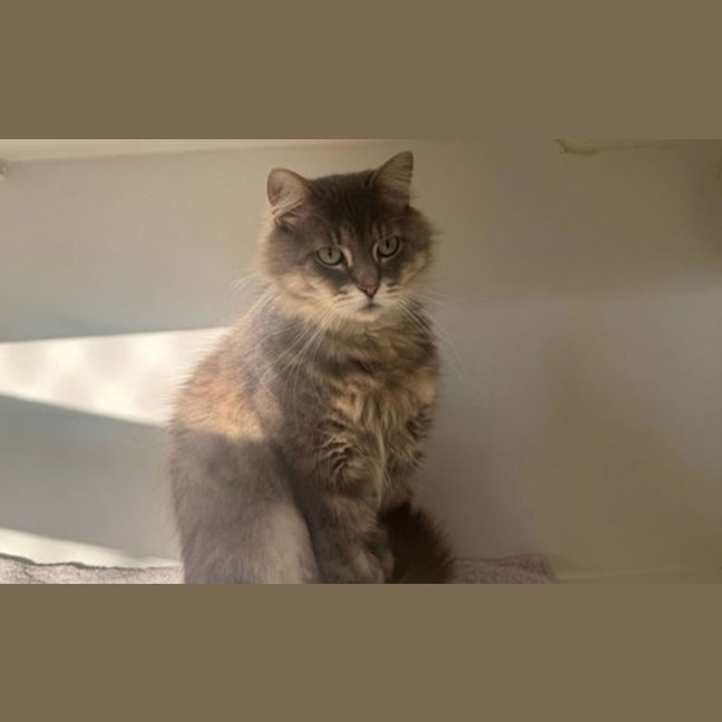 Photo of Oscar