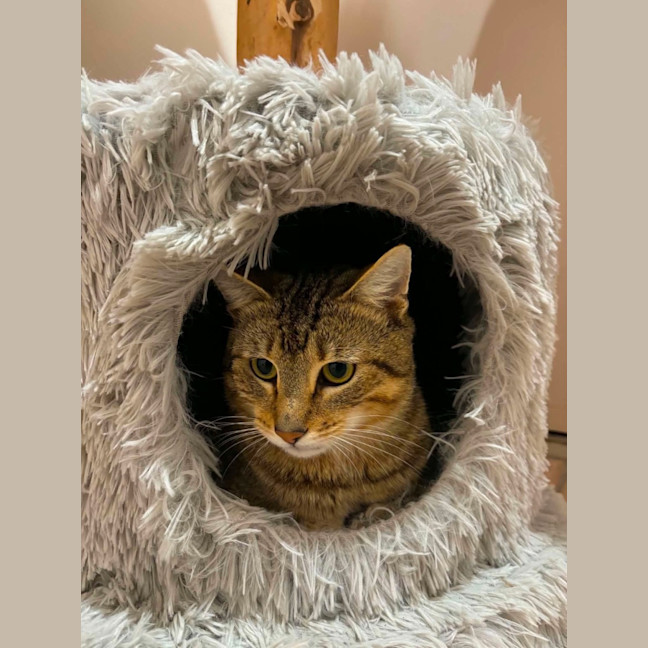 Photo of Dexter   In Foster Care In Bentleigh