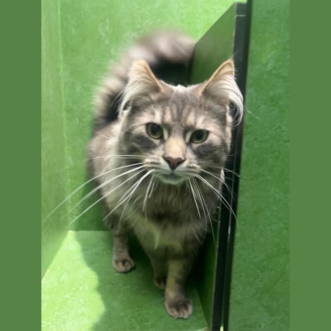 Photo of Cocoa