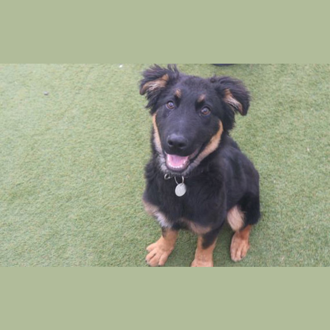 Photo of Buddy