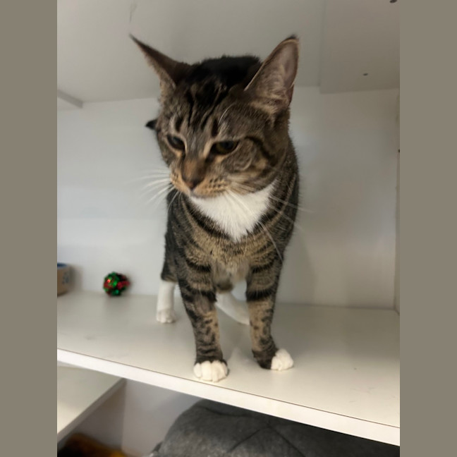 Photo of Tabby