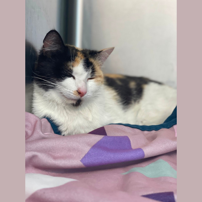 Photo of Luna