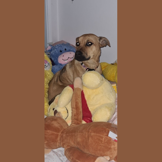 Photo of Tilly (Tandi)