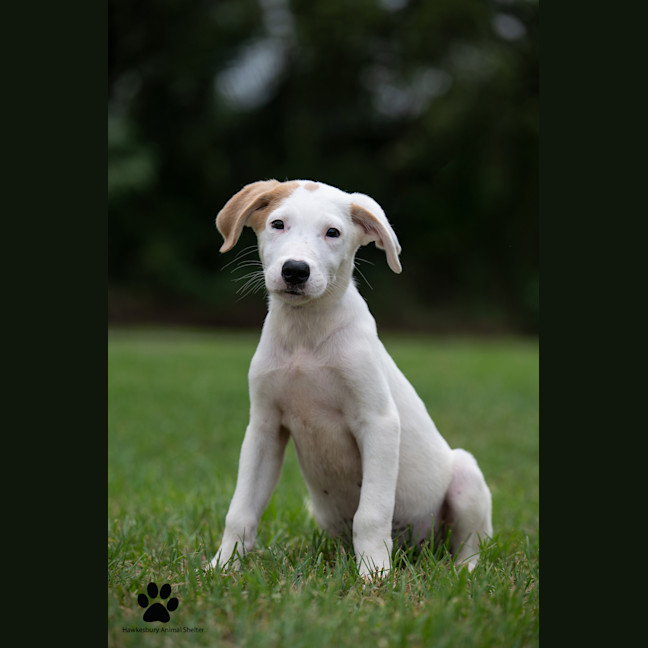 Photo of Finn
